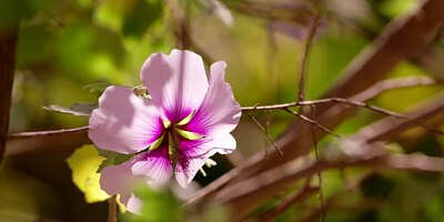 BLACKED Gorgeous redhead Jane has passionate poolside sex